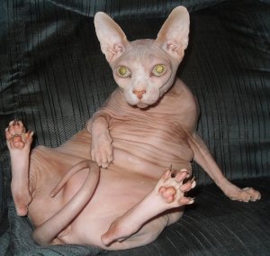 chat sphynx.jpg