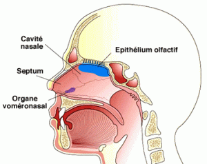 organe-vomeronasal-homme.gif