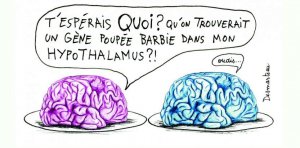 notre-cerveau-a-t-il-un-sexe.jpg