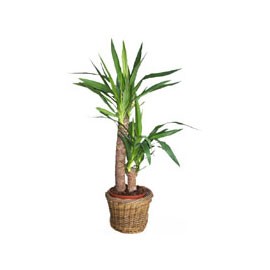 yucca-.jpg