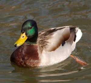 canard-col-vert.jpg