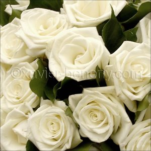 Bouquet%20de%20roses%20blanches.jpg