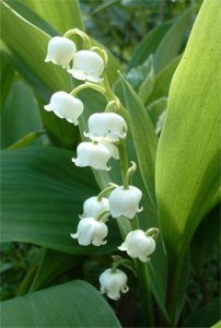 dossiers_fetes-muguet1.jpg