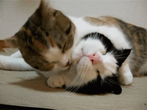 chat-gif-humour-les-gifs-anime-les-plus-droles-de-chats-et-chattes.gif