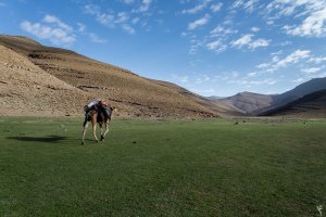 transhumance-maroc-16.jpg