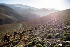 transhumance-maroc-12.jpg