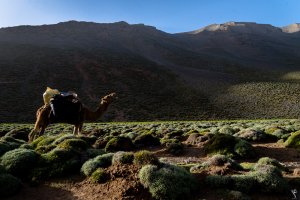 transhumance-maroc-27.jpg