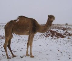 dromadaire desert neige.jpg