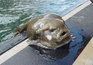 lumpfish_1.jpg