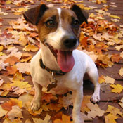 Jack-Russel-Terrier.jpg