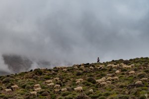 transhumance-maroc-32.jpg