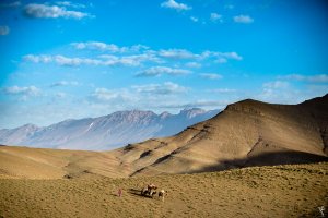 transhumance-maroc-15.jpg