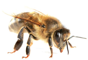 abeilles-abeille-1.jpg