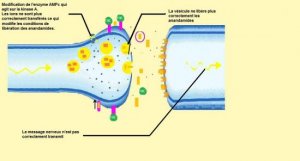 synapse-4-avec-canna.jpg