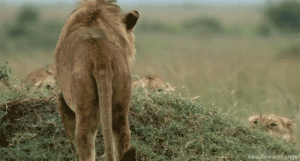 male-lion-attacked-by-females-gif.gif