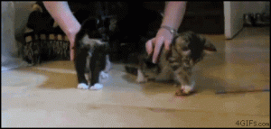 1344880621-norriskittens.gif