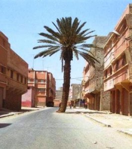 palmier_maroc1.jpg